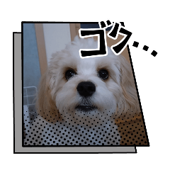komachi_20250206091008
