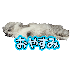 NEKO_20250206115022