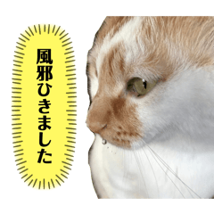 moe_20250206114511