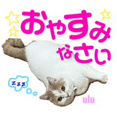 non_20250206123734