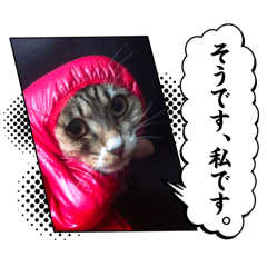 miichan.biichan