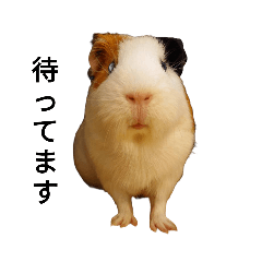 puipuiguineapig