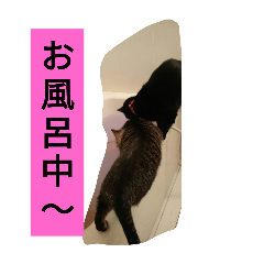 moko_20250205230649