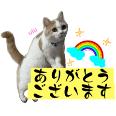 non_20250206143014