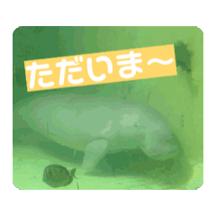 各种海洋和陆地生物