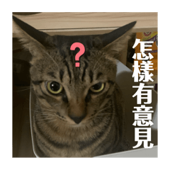 喬霸王（日常版）