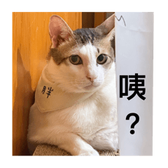 家有3寶日常（第6彈）-閒話家常
