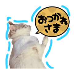 Akane_20250206143336