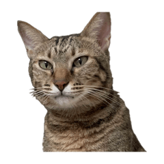 葉惠美在劫難逃vol.1