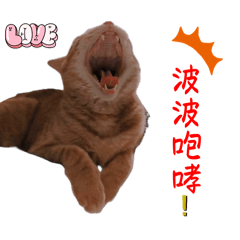 波卡王子