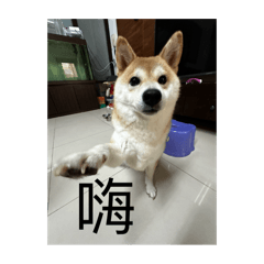 又怎麼了寶