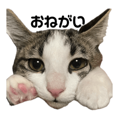 にゃーごろごろりん