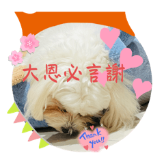 馬寶寶金句
