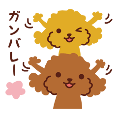 Toy poodles_Current thoughts