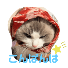 ラグドール 猫