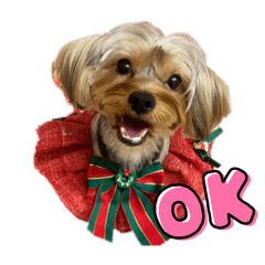 Yorkshire terrier No.1