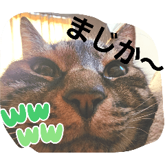 kuro_20250206193737