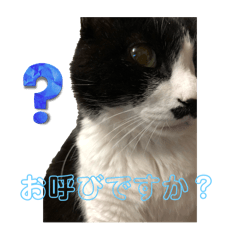 kayo_20250206234605