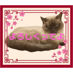 E_20250206200555