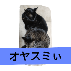 moko_20250206201131