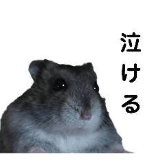 na_20250206202739