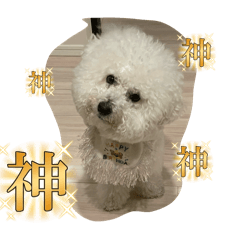 shiho_20250206220047