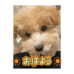 nico_20250206231010