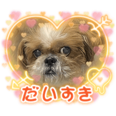 sadaharustamp