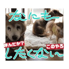 hiro_20250207134132