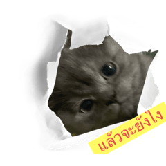 Ming_20250207120423