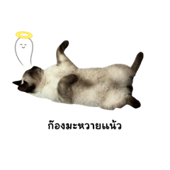 Gonknongmyde_20250207115403