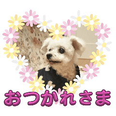 愛犬ハッピーの日々