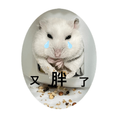 綿少爺