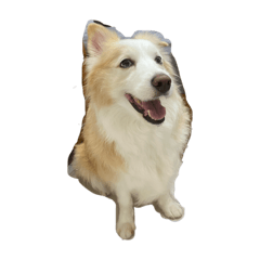 奶油邊境牧羊犬