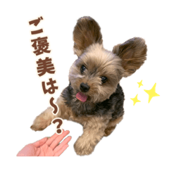Tsubaki_20250207112642