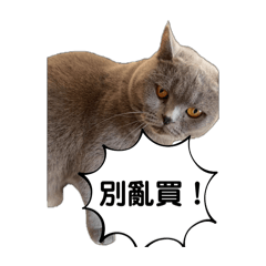 肥肥&玉米
