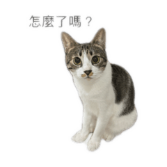 家貓露比 Ruby