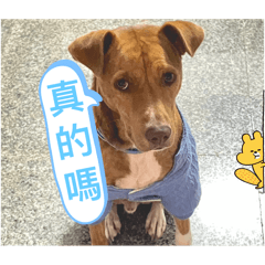 白鼻鼻不白