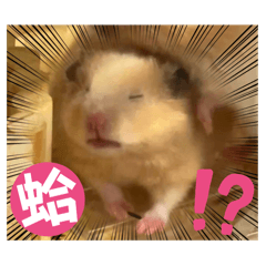 我家有三個寶寶：日常對話篇