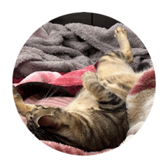 huni cat