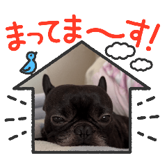 taro_20250207164931