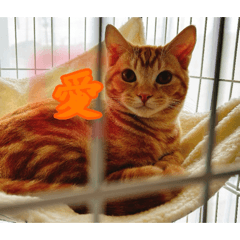 NULL8_20250207213407