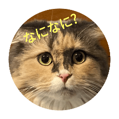 masa_20250208081423