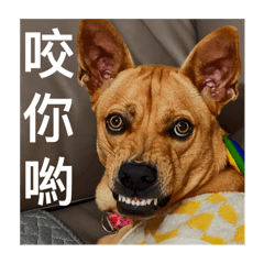 我是虎哥啦