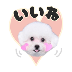 ビションフリーゼのマウイ