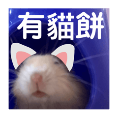 琪琪的小倉鼠（小布丁生氣版）