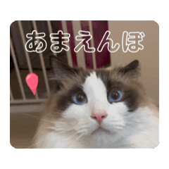 rei_20250208230007