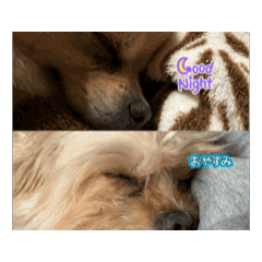 RIKA_20250209014145