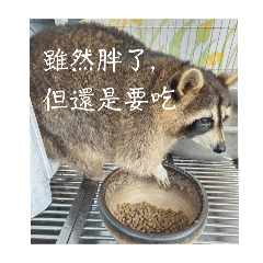很胖的浣熊