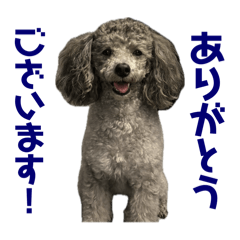 RINGO_20250208115104